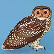 Spotted wood owl . Een project van 3D,  Beeldende kunst, 3D-karakterontwerp, Fotografie y Commerciële fotografie van Diana Beltran Herrera - 22.09.2020