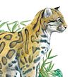 Ocelote - 𝘓𝘦𝘰𝘱𝘢𝘳𝘥𝘶𝘴 𝘱𝘢𝘳𝘥𝘢𝘭𝘪𝘴. Ilustração botânica, Pintura em aquarela, Desenho a lápis e Ilustração tradicional projeto de Balamoc - 17.10.2020