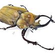 escarabajo elefante - 𝘔𝘦𝘨𝘢𝘴𝘰𝘮𝘢 𝘦𝘭𝘦𝘱𝘩𝘢𝘴. Un projet de Dessin réaliste, Illustration traditionnelle , et Aquarelle de Balamoc - 31.05.2018