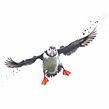 Puffin in flight Ein Projekt aus dem Bereich Aquarellmalerei von Sarah Stokes - 22.10.2020