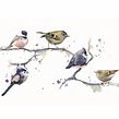 Birds on a branch. Watercolor Painting project by Sarah Stokes - 10.22.2020
