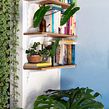 Tudo que você precisa saber sobre as melhores plantas para sua casa!. Architecture, Decoration, Interactive Design, L, and scape Architecture project by Daniel Virgnio - 11.04.2020