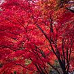 Color of Seasons. Photograph, and Fine-Art Photograph project by Yaopey Yong - 04.08.2021
