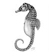 Caballito de mar patagónico (Hippocampus patagonicus). Pencil Drawing, Realistic Drawing, and Naturalistic Illustration project by Julia Rouaux - 09.04.2008