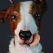 Escultura benéfica en chocolatre moldeable SOS Galgos. Criatividade, Escultura, e Modelagem 3D projeto de Marc Suárez - 17.12.2018