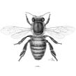 Abeja doméstica (Apis mellifera) Ein Projekt aus dem Bereich Traditionelle Illustration und Illustration mit Tinte von Julia Rouaux - 20.09.2017