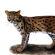 Gato de bengala (Prionailurus bengalensis). Un proyecto de Ilustración editorial e Ilustración digital de Julia Rouaux - 20.09.2016