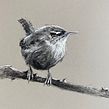 Charcoal and pastel song birds on toned paper. Projekt z dziedziny Trad, c i jna ilustracja użytkownika Sarah Stokes - 27.01.2021