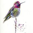 Watercolour hummingbird watercolour and watercolour ink. Projekt z dziedziny Malowanie akwarelą użytkownika Sarah Stokes - 25.02.2021