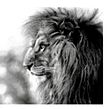 Charcoal lion . Desenho projeto de Sarah Stokes - 27.02.2021