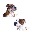 Watercolour portrait of 2 Staffordshire bull terriers. Pintura em aquarela projeto de Sarah Stokes - 09.03.2021