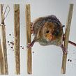 Watercolour mouse. . Watercolor Painting project by Sarah Stokes - 03.18.2021