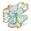 My project in Botanical Sketchbooking: A Meditative Approach course. Botanical Illustration, Traditional illustration, and Watercolor Painting project by Lapin - 03.31.2021