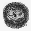Monito del monte (Dromiciops gliroides). Ilustração tradicional e Ilustração naturalista projeto de Julia Rouaux - 04.01.2021