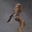 Portrait of a Robin. Oil Painting, Painting, Fine Arts, and Naturalistic Illustration project by Sarah Margaret Gibson - 05.04.2021