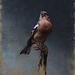 Portrait of a Chaffinch. Oil Painting, Fine Arts, Painting, and Naturalistic Illustration project by Sarah Margaret Gibson - 05.04.2021