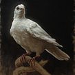 Portrait of a Dove. Oil Painting, Painting, Fine Arts, and Naturalistic Illustration project by Sarah Margaret Gibson - 05.04.2021