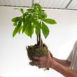 Elaboración de una Pachira kokedama. Un proyecto de Artesanía de Omotesandō Plants - 17.05.2021