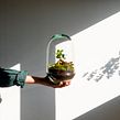 Elaboración de un Jardín en un bol. Artesanato projeto de Omotesandō Plants - 17.05.2021