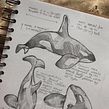 Orca sketchbook. Un proyecto de Diseño, Ilustración tradicional y Sketchbook de Jenny Rae - 23.06.2021