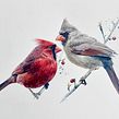 Watercolour cardinals on watercolour paper, 638 gm by St Cuthberts Mill Ein Projekt aus dem Bereich Aquarellmalerei von Sarah Stokes - 16.07.2021