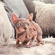 Sphynx Cat. 3D, Photograph, Post-production, 3D Modeling, 3D Character Design, and Sculpture project by Nina Marie - 06.06.2021