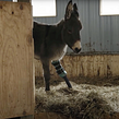 Photographing the Strength and Beauty of Rescued Horses | National Geographic. Film, Video, and TV project by Martina de Alba - 08.10.2021