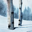Birch Winter landscape. Un progetto di Belle arti e Pittura ad acquerello di Christian Koivumaa - 15.08.2021