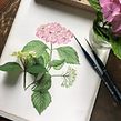 tavole botaniche . Un proyecto de Ilustración tradicional de Nadia Leo - 01.09.2021