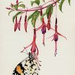 Fuchsia magellanica. Traditional illustration, Botanical Illustration, Naturalistic Illustration, Watercolor Painting, and Pencil Drawing project by Antonia Reyes Montealegre - 09.11.2021