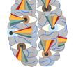 Cerebro Humano / Claves para entenderlo. Un progetto di Design, Illustrazione tradizionale e Pubblicità di Daniel Roldan - 27.09.2021
