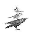 Parvada Ein Projekt aus dem Bereich Zeichnung, Bleistiftzeichnung, Traditionelle Illustration und Naturalistische Illustration von Iván Salamanca - 07.10.2021