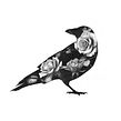 Noche. Un progetto di Illustrazione tradizionale, Disegno, Disegno a matita, Disegno realistico e Illustrazione naturalistica di Iván Salamanca - 15.10.2021