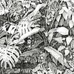 Expedición Botánica por el jardín de mi casa. Un proyecto de Ilustración tradicional, Bocetado, Dibujo, Ilustración digital, Dibujo artístico, Instagram, Ilustración botánica, Sketchbook, Ilustración con tinta e Ilustración naturalista				 de David Morales - 01.01.2020