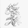 Melo Granny Smith  . Un progetto di Illustrazione tradizionale di Nadia Leo - 20.10.2021