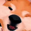 Shiba Inu. Un proyecto de Diseño, Ilustración tradicional, Publicidad, Diseño de personajes, Animación de personajes, Diseño de personajes 3D y Diseño interactivo de Jeferson Araujo - 27.10.2021