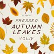Pressed Autumn Leaves Vol.4. Un proyecto de Redes Sociales, Diseño para Redes Sociales, Fotografía y UX / UI de Sparrow & Snow - 25.10.2019