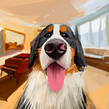 Il mio progetto del corso: Creazione di caricature con Infinite Painter. Un projet de Illustration numérique et Illustration traditionnelle de Albeniz Rodriguez - 24.08.2021