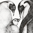 Familia Emperador. Un proyecto de Diseño, Ilustración tradicional, Ilustración naturalista				, Dibujo e Ilustración con tinta de Pascale Marie Sabelle - 09.11.2021