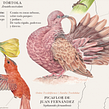 Aves de Chile - Plumíferos fantásticos. Un proyecto de Ilustración tradicional, Ilustración naturalista				, Pintura a la acuarela y Diseño de Pascale Marie Sabelle - 10.11.2021