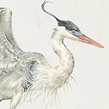 Serie Garzas. Traditional illustration, Design, Naturalistic Illustration, and Watercolor Painting project by Pascale Marie Sabelle - 11.10.2021
