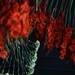 Instalación colgante. Floral, Plant Design, and Photograph project by Savia Bruta Flower School - 11.11.2021