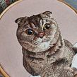 Minnie - Scottish Fold Tabby. Un projet de Broderie de Santo Cielo - 14.11.2021
