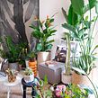 House Plant Travel - South Africa. Floral, Plant Design, Interior Photograph, Lifest, le Photograph, Instagram Marketing, Interior Decoration, Decoration, Set Design & Interior Design project by Igor & Judith - Urban Jungle Bloggers - 03.15.2021