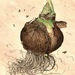 Society of Botanical Artists - exhibition submissions 2019. Botanical Illustration project by Julia Trickey - 12.08.2021