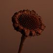 Dried flower. Photograph project by Akatre - 12.09.2021