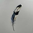 Shiny feathers  Ein Projekt aus dem Bereich Traditionelle Illustration, Kreativität, Bleistiftzeichnung, Zeichnung, Aquarellmalerei, Realistische Zeichnung, Artistische Zeichnung, Botanische Illustration und Naturalistische Illustration von Lisi - 10.12.2021