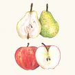 Feast Your Eyes on Food. Traditional illustration project by Zoë Barker - 12.13.2021