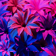 Naturae Pt. II. Motion Graphics, 3D, 3D Animation, and Animation project by Ian Frederick - 12.15.2021