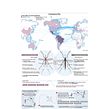 Zika Virus Threat and Transmission. Infographics, and Editorial Design project by Marco Giannini - 01.24.2022